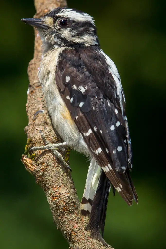 Woodpeckers in Ohio The Bird Guide