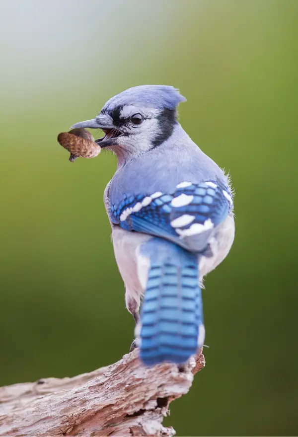 Blue Jays – Symbolism & Spiritual Meaning as Totems and Spirit Animals – The Bird Guide