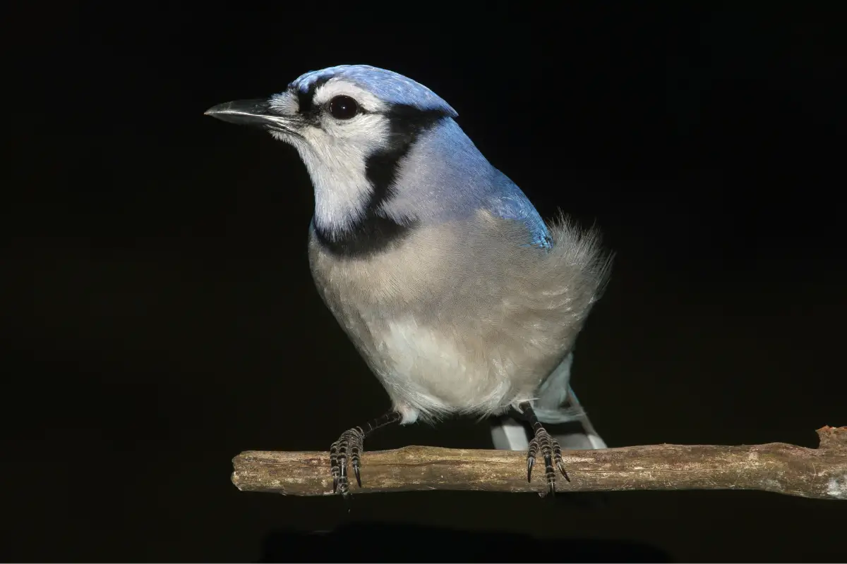 Blue Jays Symbolism Spiritual Meaning As Totems And Spirit Animals The Bird Guide