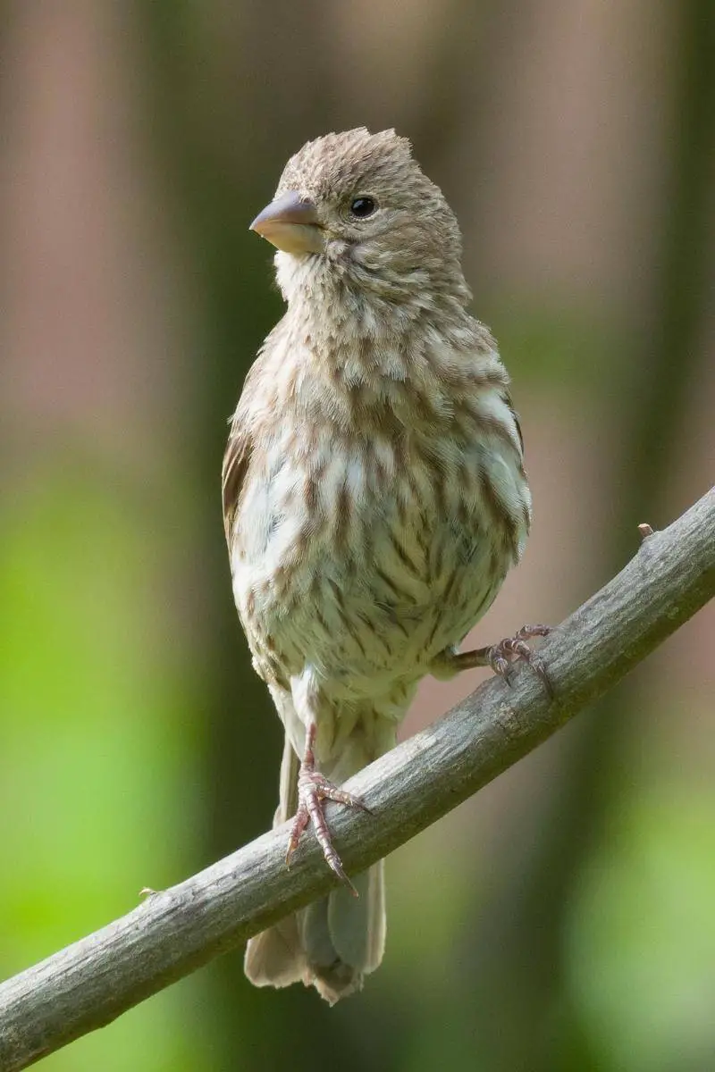 Female House Finch 
