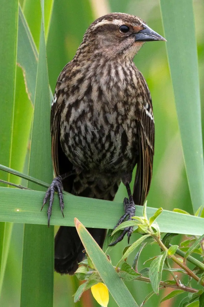 Female Red-winged Blackbird