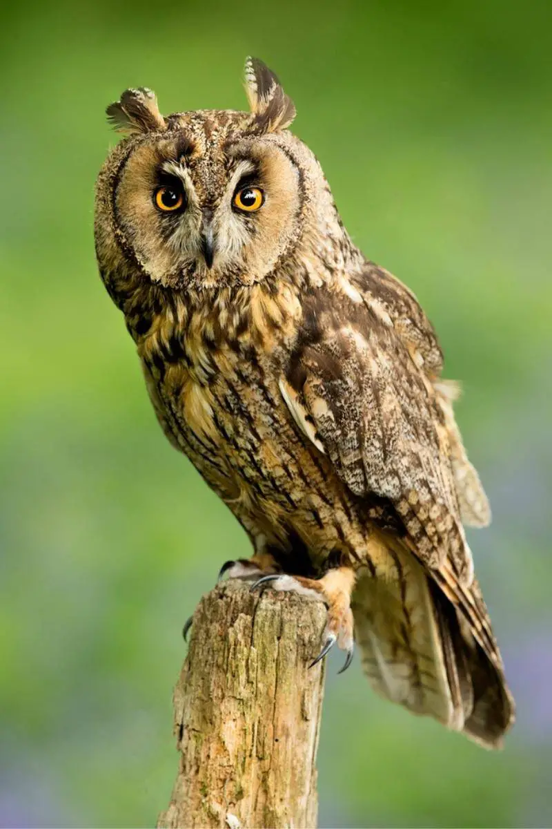  Long-eared owl
