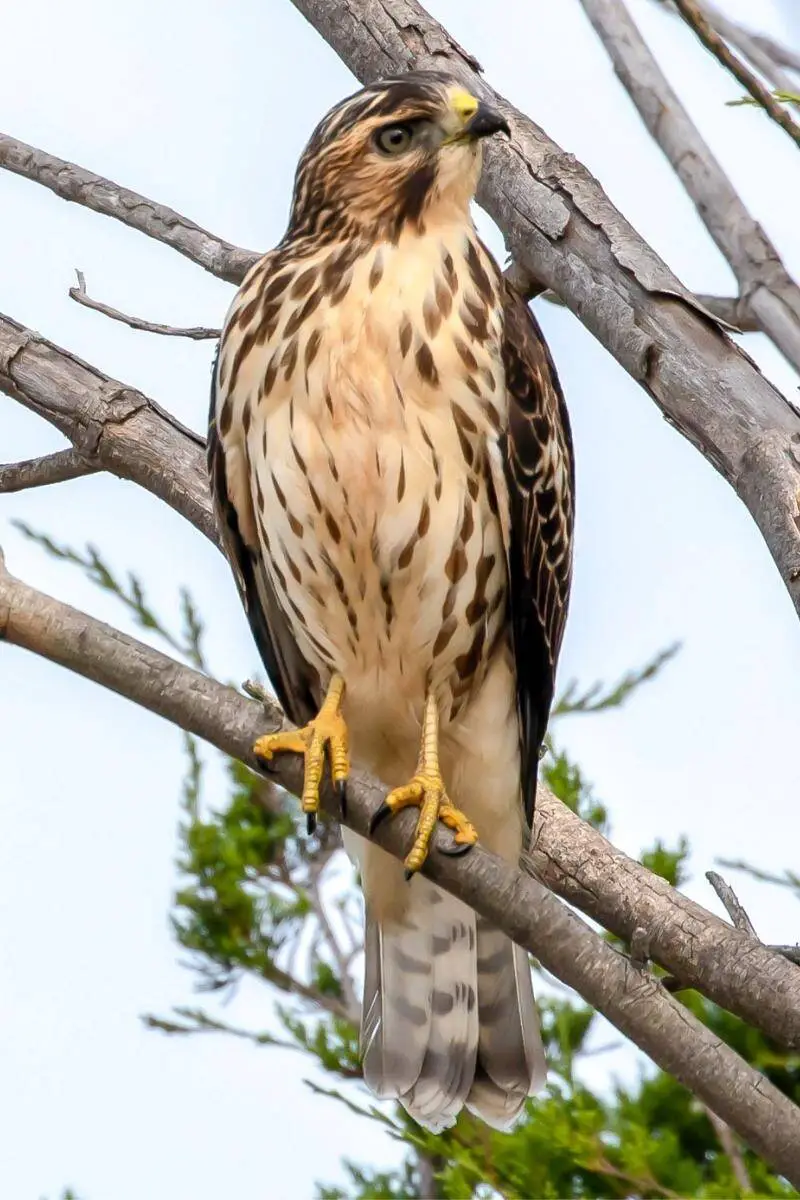 The Broad-winged Hawk 