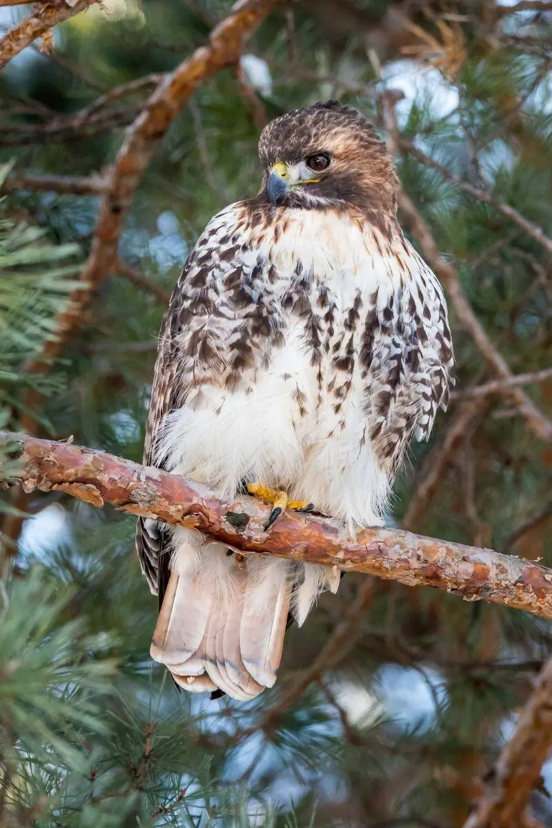 The Red-tailed Hawk