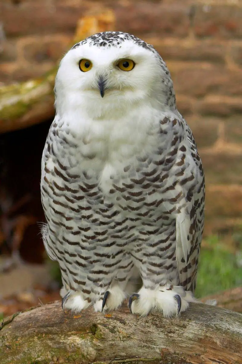 The Snowy Owl