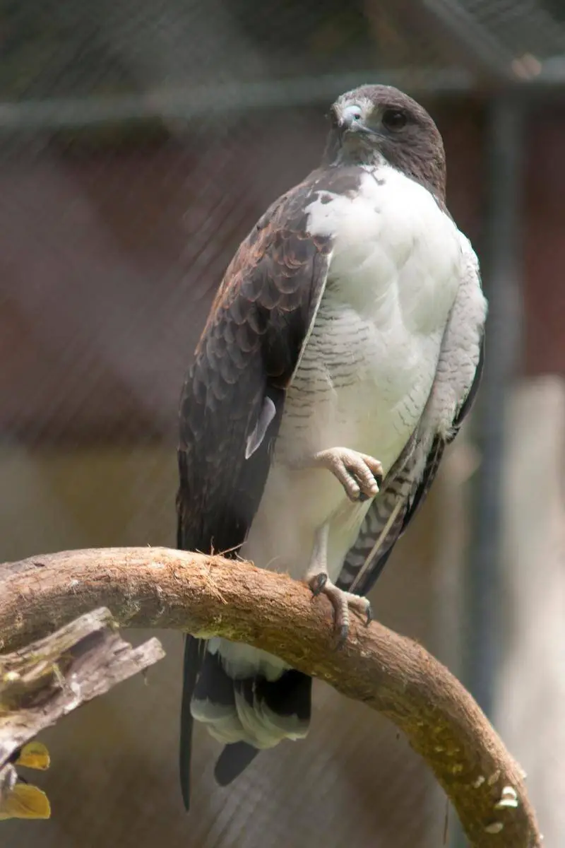 The White-tailed Hawk 